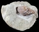 D, Oligocene Aged Fossil Pine Cone - Germany #63280-3